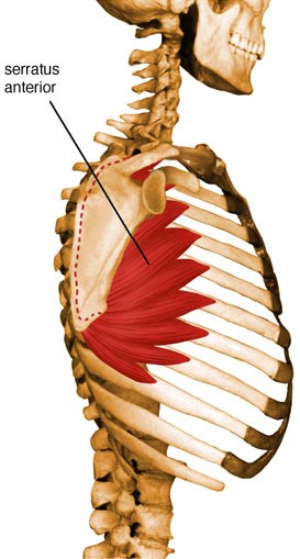Musculation des pectoraux (ceinture thoracique)