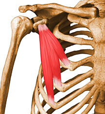 Musculation des pectoraux (ceinture thoracique)