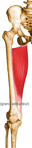 Musculation des quadriceps (cuisses antérieures)