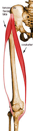 Musculation des quadriceps (cuisses antérieures)