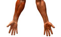 Exercices d'étirement des avant-bras pour la musculation