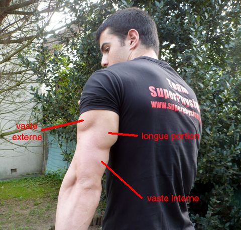 Programme Super Triceps